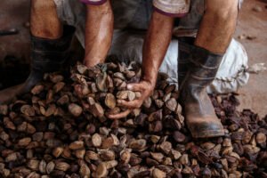 Imagem da notícia - Impulsionada pela Sedecti, nova legislação impulsiona bioeconomia e sustentabilidade no Amazonas